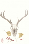 Deer-skull-2